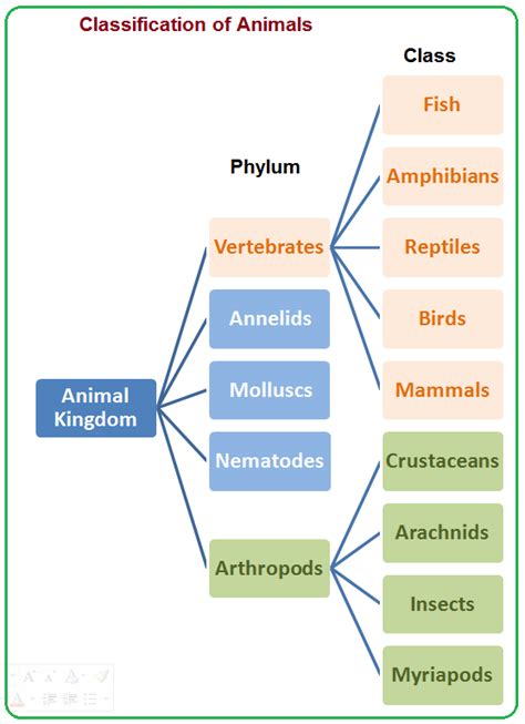 Classification Of Animals Kingdom Phylum