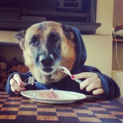 11 Dogs Eating With Human Hands. Yup. | Dogs, Dog eating, Human