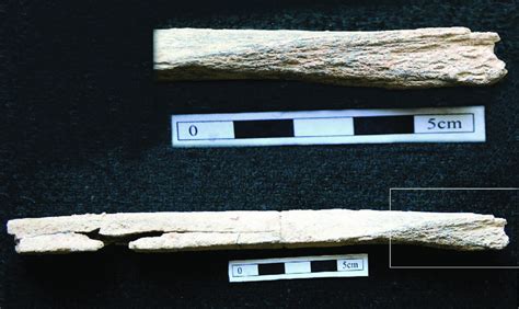 Bone Modification -Complete Bone (Bottom) and Close up of the Area (Top ...