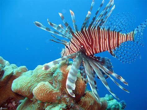 Corals Reefs Animals images