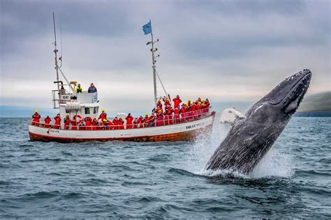 Whale Watching Tours in Iceland | Adventures.com