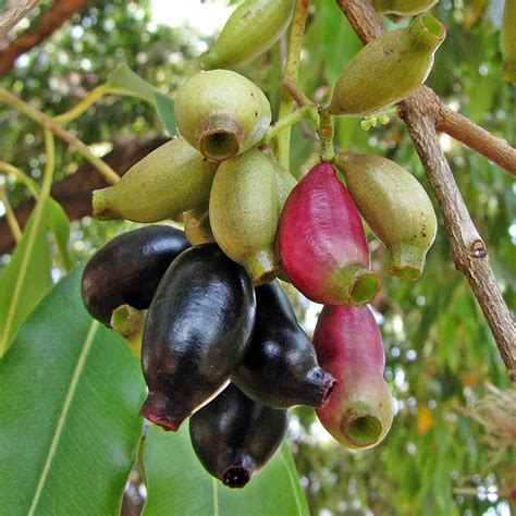 Jambolão (Syzygium cumini) | Syzygium cumini MYRTACEAE Local… | Flickr