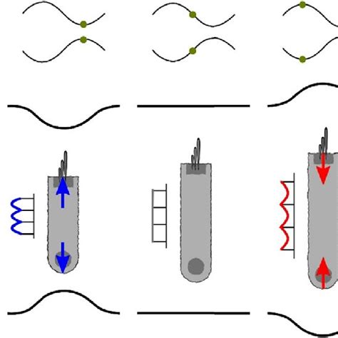 Coupling between the reticular lamina (RL), the basilar membrane (BM ...