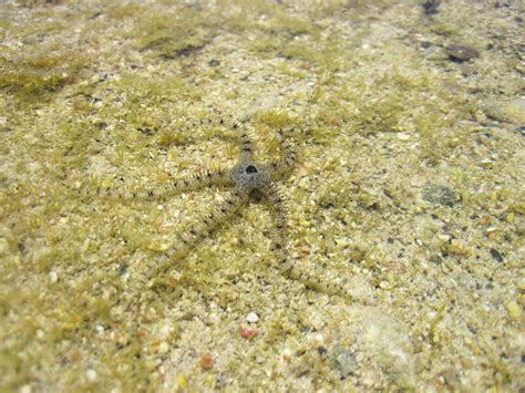 Premium Photo | Starfish on the beach