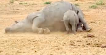 Baby White Rhino Loses Her Mom To Poachers In South Africa - The Dodo