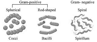 Microbiology Diagram Show Bacterial Morphology (coccus,, 50% OFF