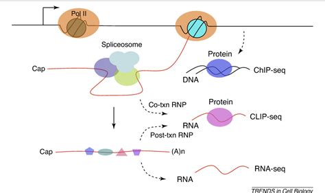 Figure 3 from Pre-mRNA splicing: where and when in the nucleus ...