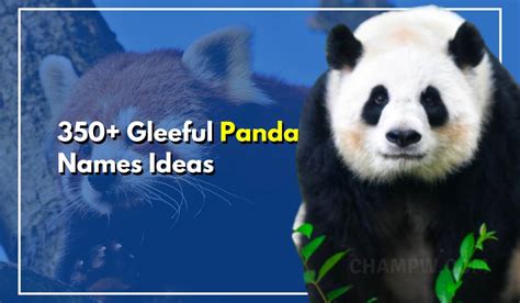 350+ Panda Names Gleeful Ideas For Your New Cute Little Pet