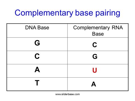 Protein synthesis (simplified) - Presentation Cell biology