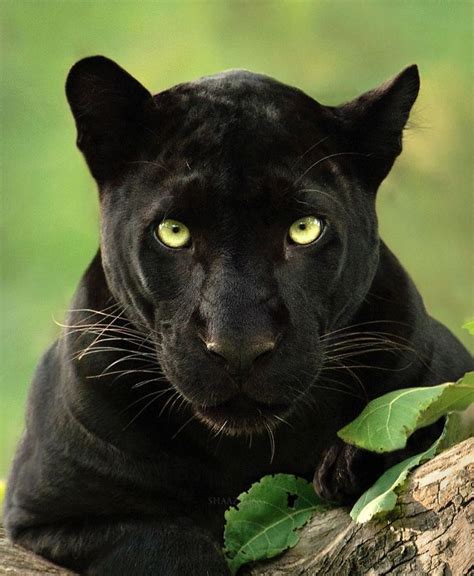 19 Stunning Photos Of A Rare Black Panther Roaming In The Jungles Of ...