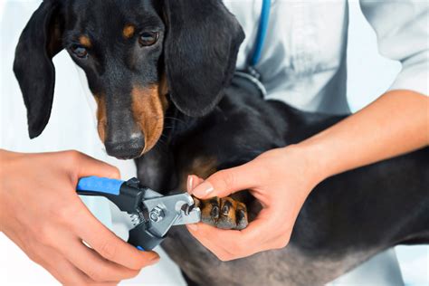 Community Animal Hospital | Dublin VA Veterinarian