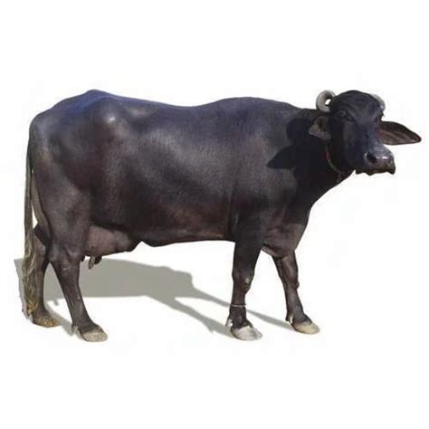 Black Indian Murrah Buffalo at Rs 85000 | New Items in Karnal | ID ...