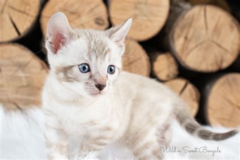 Snow & White Bengal Cats for Sale 🐈 | Wild & Sweet Bengals in 2021 ...