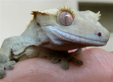 Crested Gecko Lifespan: How Long Do Crested Geckos Live?