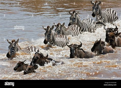 Wildebeest and Zebra crossing the Mara River during the annual ...