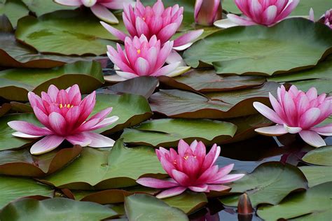 Water Lilies Are the Gorgeous Aquatic Blooms Anyone Can Grow | Southern ...