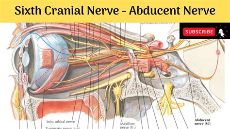 Sixth Cranial Nerve - Abducent Nerve | Nucleus | Course | Distribution ...