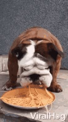 Dog Eating Cute Dog GIF - Dog Eating Cute Dog - Discover & Share GIFs