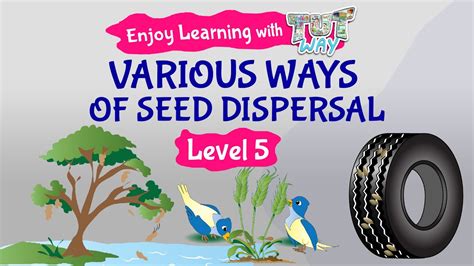 Seed Dispersal First Grade