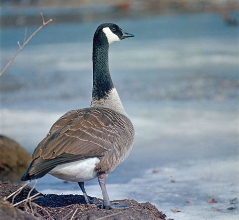 Canada goose | Migration, Habitat & Diet | Britannica