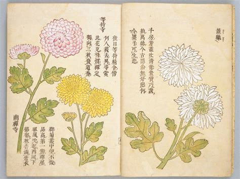 Picture Book of Chrysanthemums - World Digital Library | Picture book ...