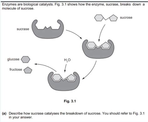 Describe how sucrase catalyses the breakdown of sucrose. You should ...