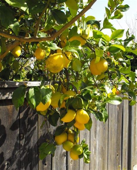 The 5 Best Types of Lemon Trees - ProGardenTips