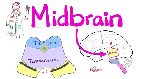 Midbrain (Mesencephalon) — Anatomy, Physiology, Pathology (Weber ...