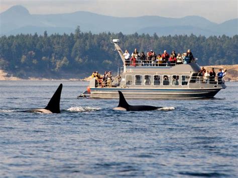 Top Whale-Watching-Destinations in North America : Travel Channel ...