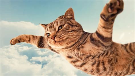 cat HD Wallpaper | Background Image | 2560x1440 | ID:463941 - Wallpaper ...