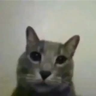 Mr. cat - Create meme / Meme Generator - Meme-arsenal.com