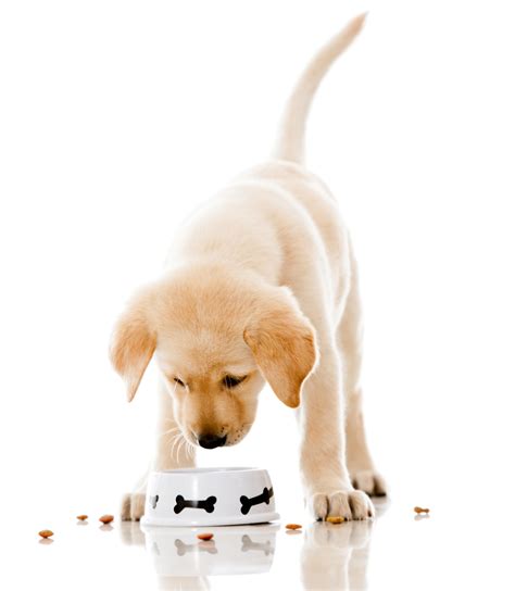 5 Reasons Why You Should Never Free Feed Your Pup | All Things Pups®