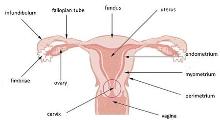 Fallopian Tube | Anatomy, Function & Location - Lesson | Study.com