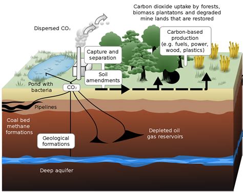 What Ecosystem Sequesters the Most Carbon? | 2021 FactoryExtreme