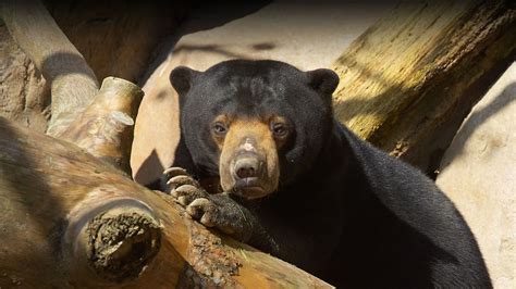 Sun Bear | San Diego Zoo Animals & Plants