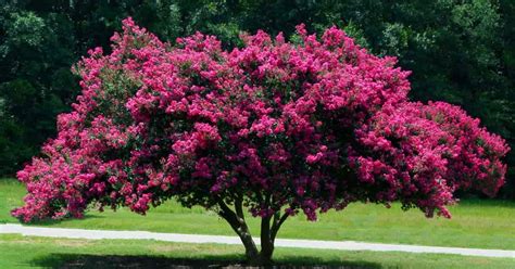 Crepe Myrtle Care: Tips On Growing Crepe Myrtle Trees