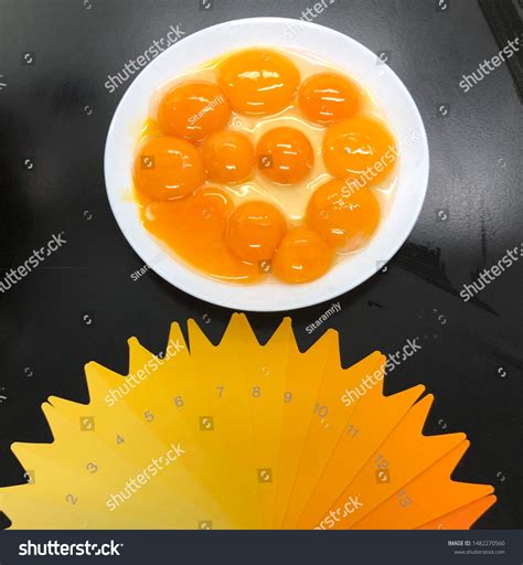 Egg Yolk Color Comparison Fan Numbers Stock Photo 1482270560 | Shutterstock