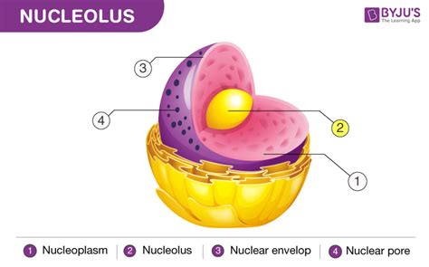 Nucleolus - Function, Difference Between Nucleus & Nucleolus