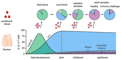 Gamma Delta T Cells Phenotype