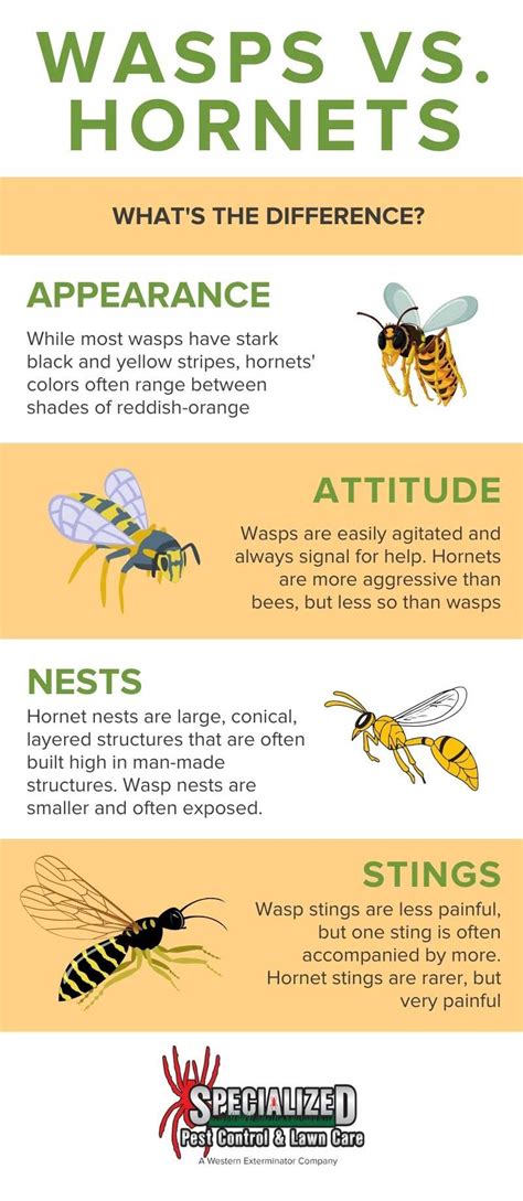 Wasp vs Hornet: What's the Difference? - Northern Utah