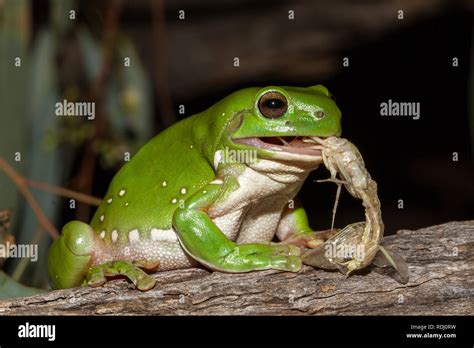 Frog Eating Bug