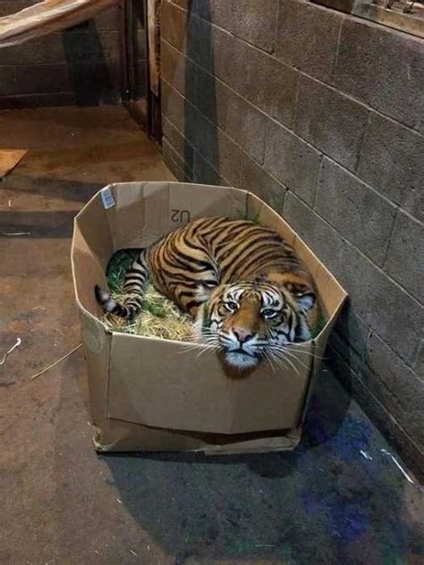 20 Funny Big Cats Who Love Cardboard Boxes Too