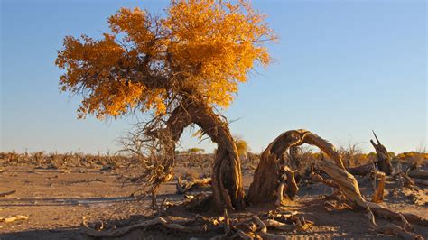 landscape, Desert, Trees Wallpapers HD / Desktop and Mobile Backgrounds