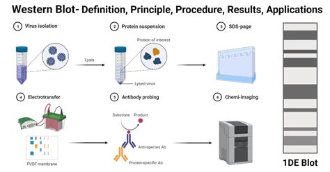 Western Blot: Principle, Steps, Results, Applications (2024)