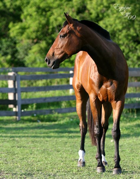 How Much Do You Really Know About Colic? : Crusade Against Equine Colic