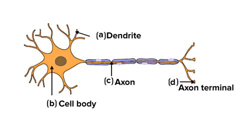 29+ Label The Parts Of A Neuron - DharmaZuzana