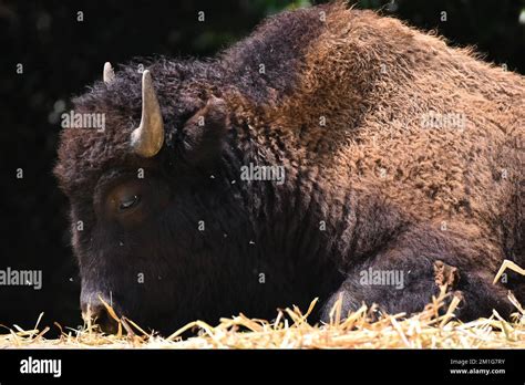 Non Exclusive: An American Bison species seen in its habitat during a ...