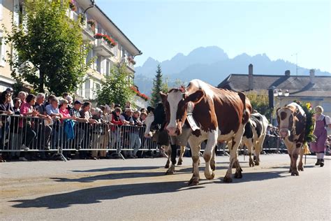 Swiss Cow Parade 2020 - All About Cow Photos