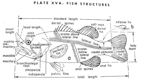 Encyclopedian Dictionary ( Aquaculture ): Fish Anatomy