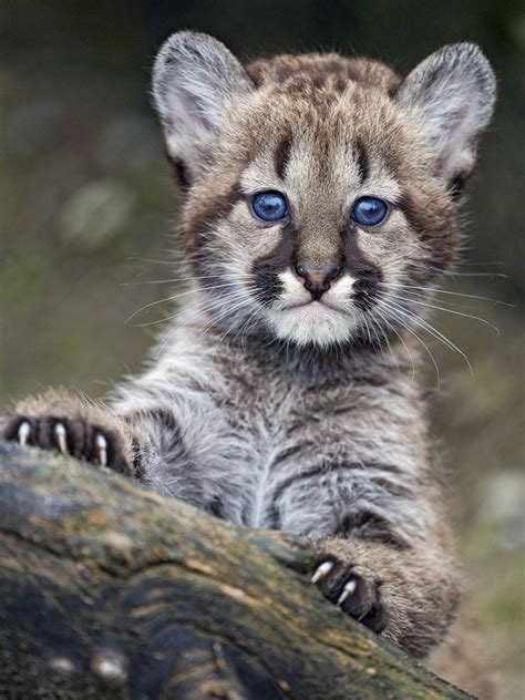 Adorable puma cub, posing well | I like this photo of one of… | Flickr